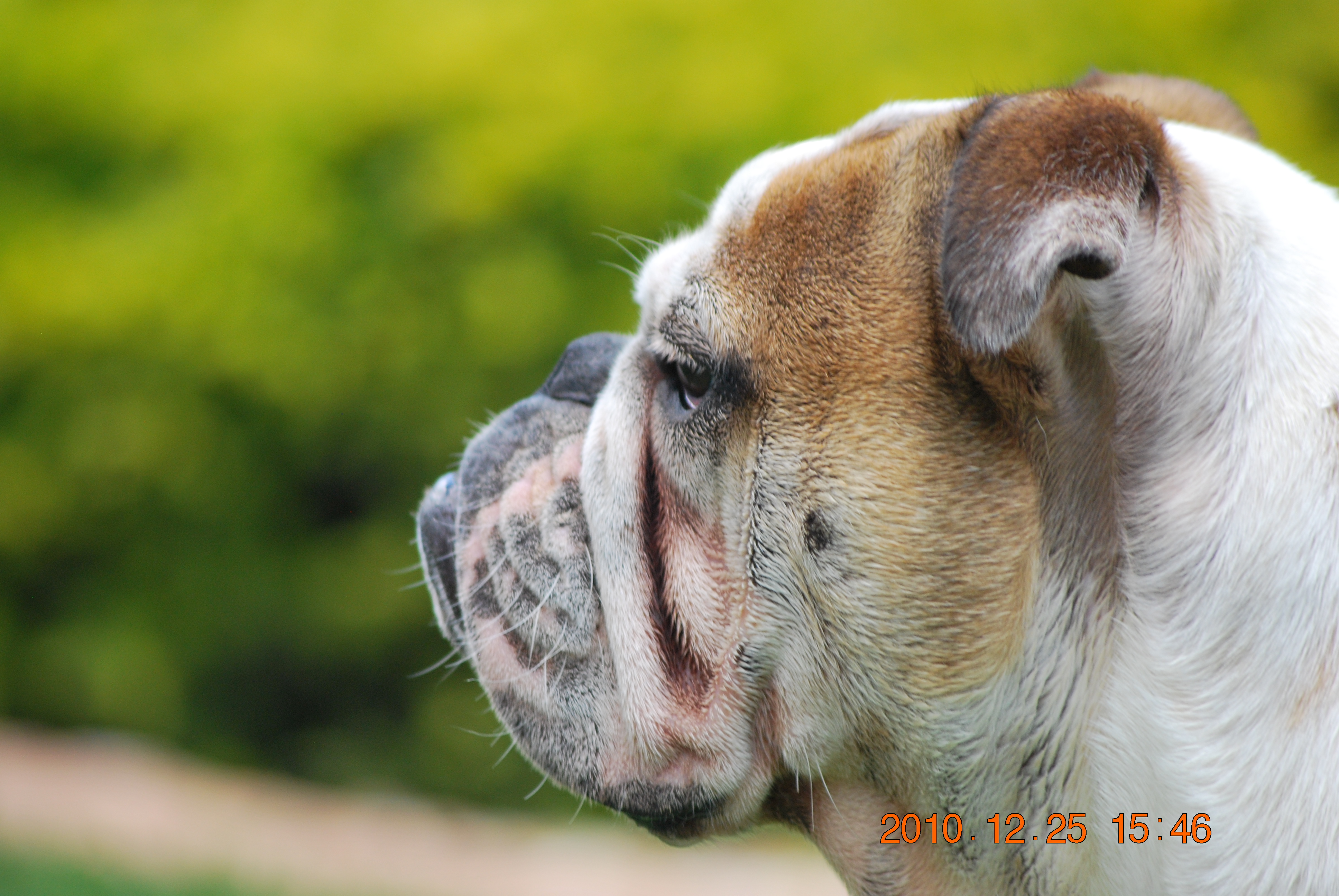 Bulldogs in San Rafael: What Owners Should Know About Breathing, Skin Care, and Everyday Health