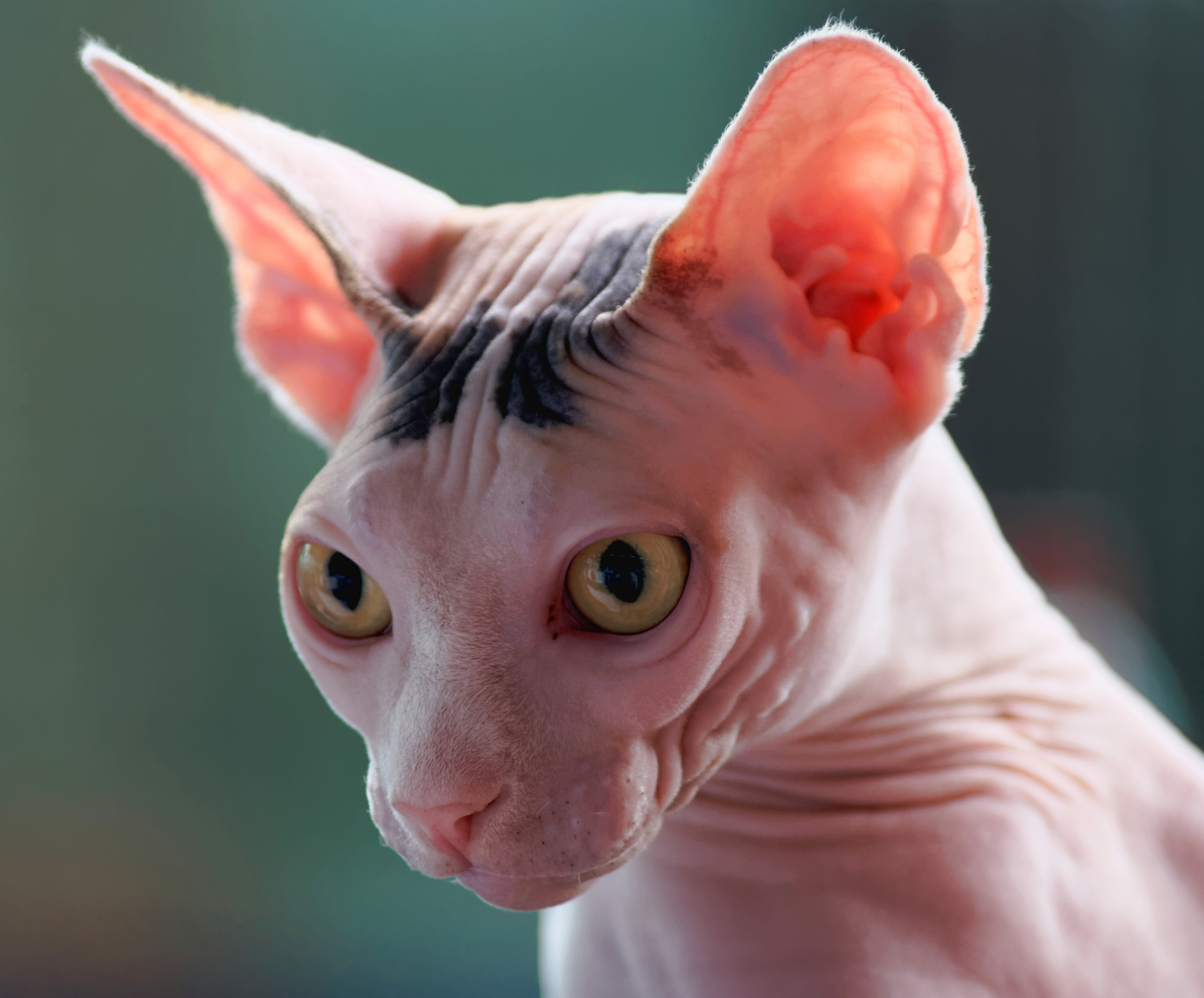 Sphynx Cats and Everyday Care: What San Rafael Owners Should Know